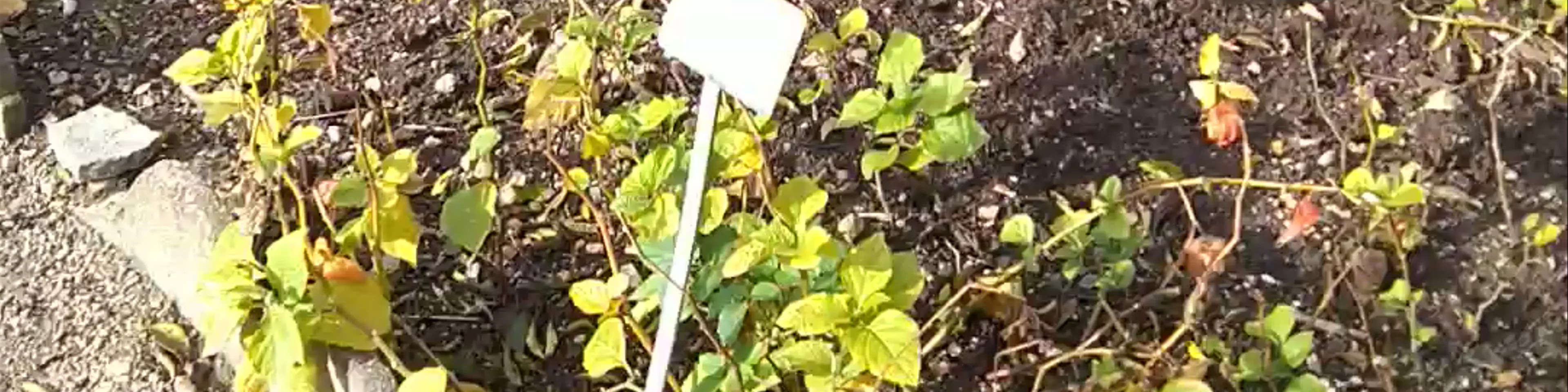 Botanical school garden