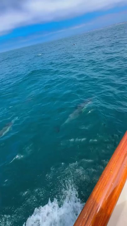 Pura Vida Sailing Charters - Sailing Near Me - Oceanside, California