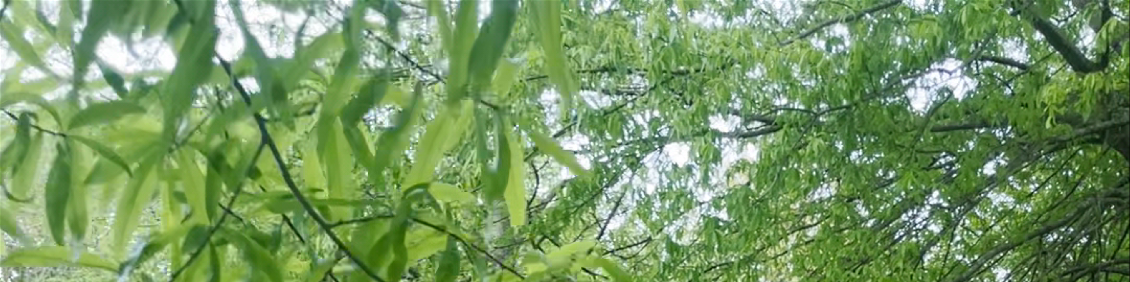 Mississippi