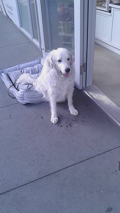George - Pet Stores Near Me - San Ramon, California