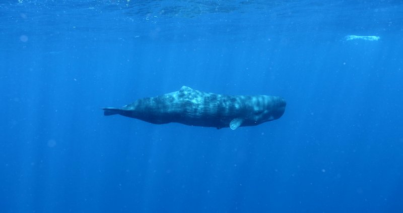 Pod of Sperm Whales in Dominica poster