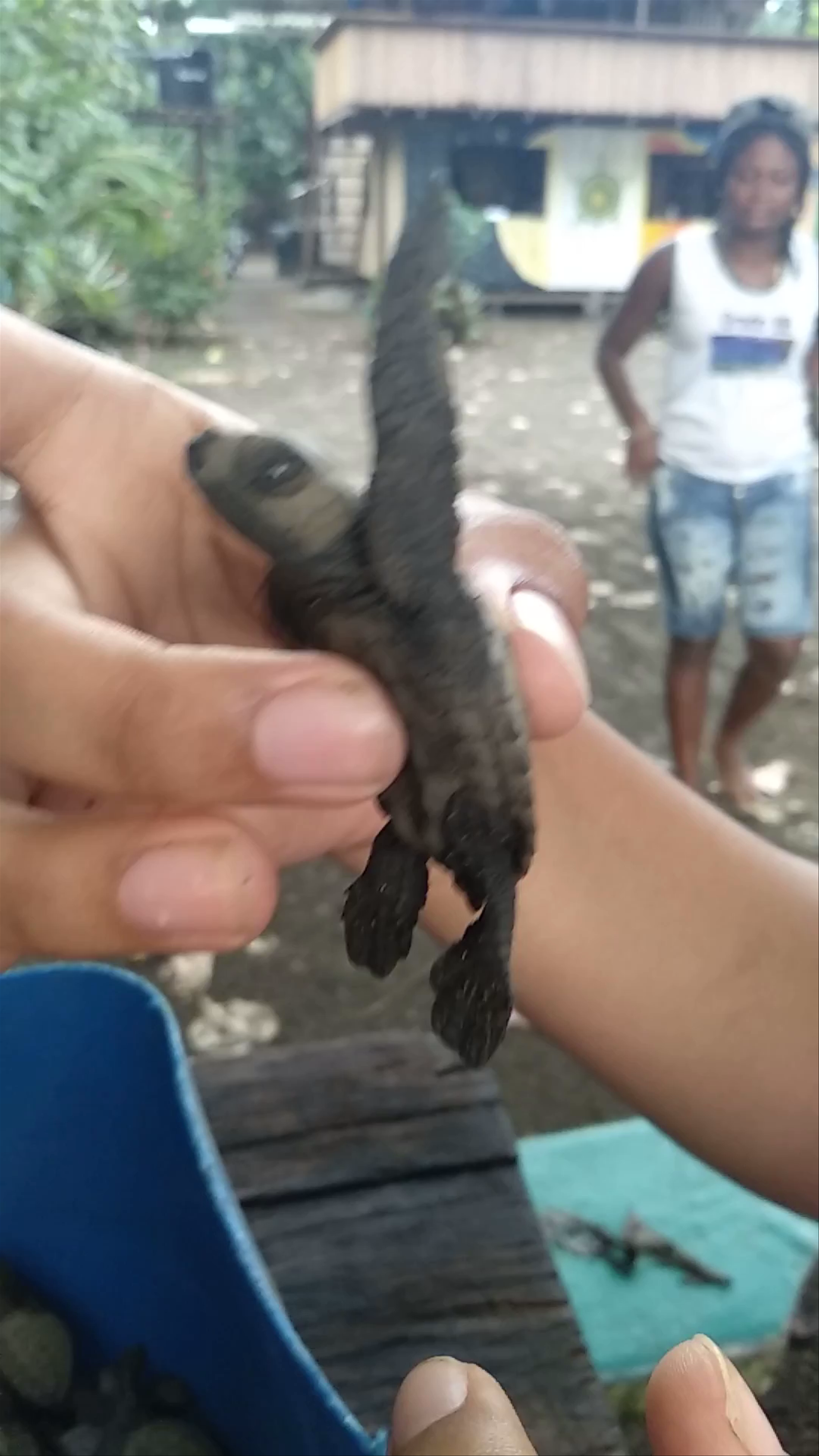 Mama Orbe Family Eco Farm: Baby Sea Turtle Release in Bahía Solano