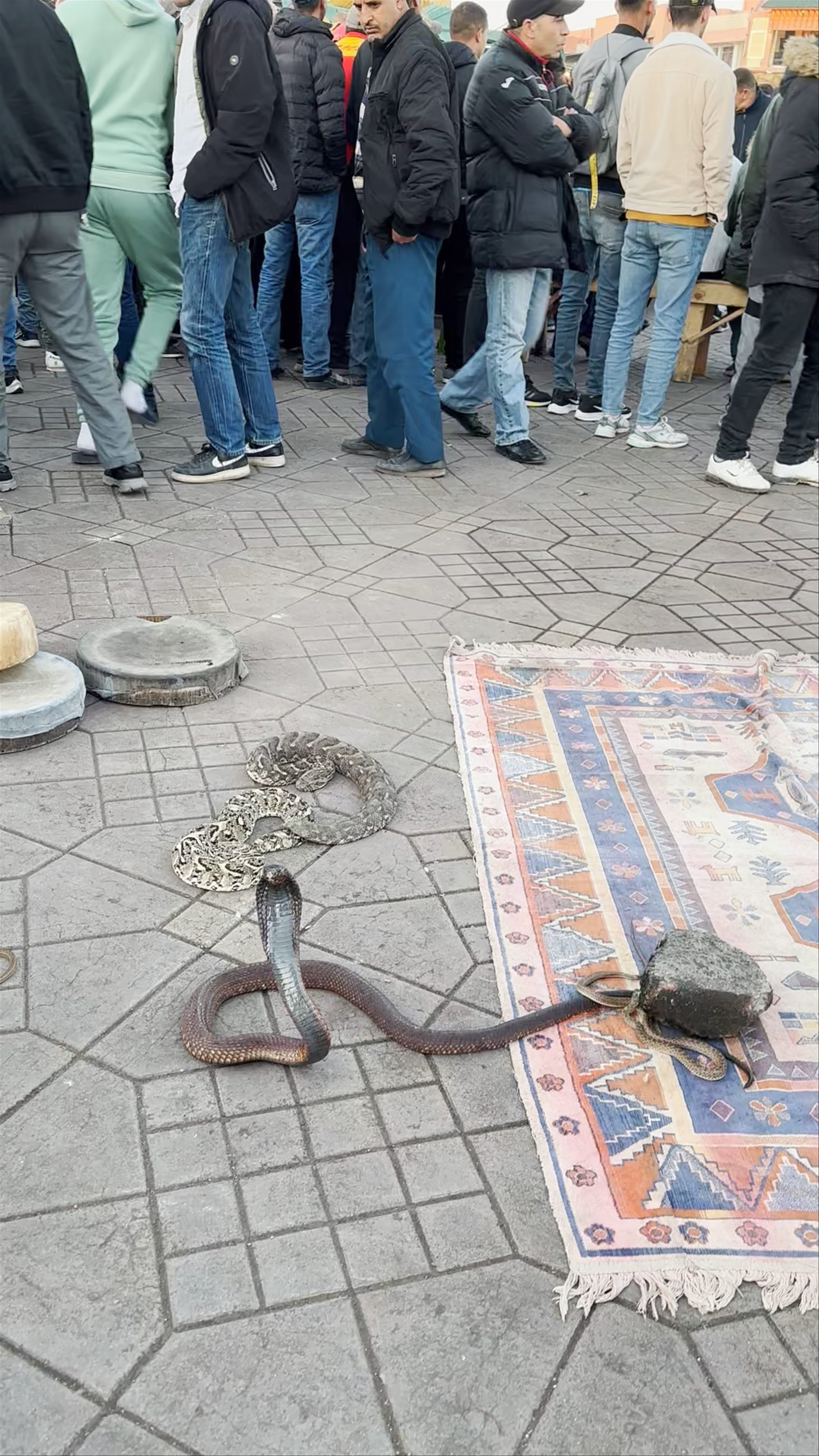 Snake Charming in the Medina of Marrakesh
