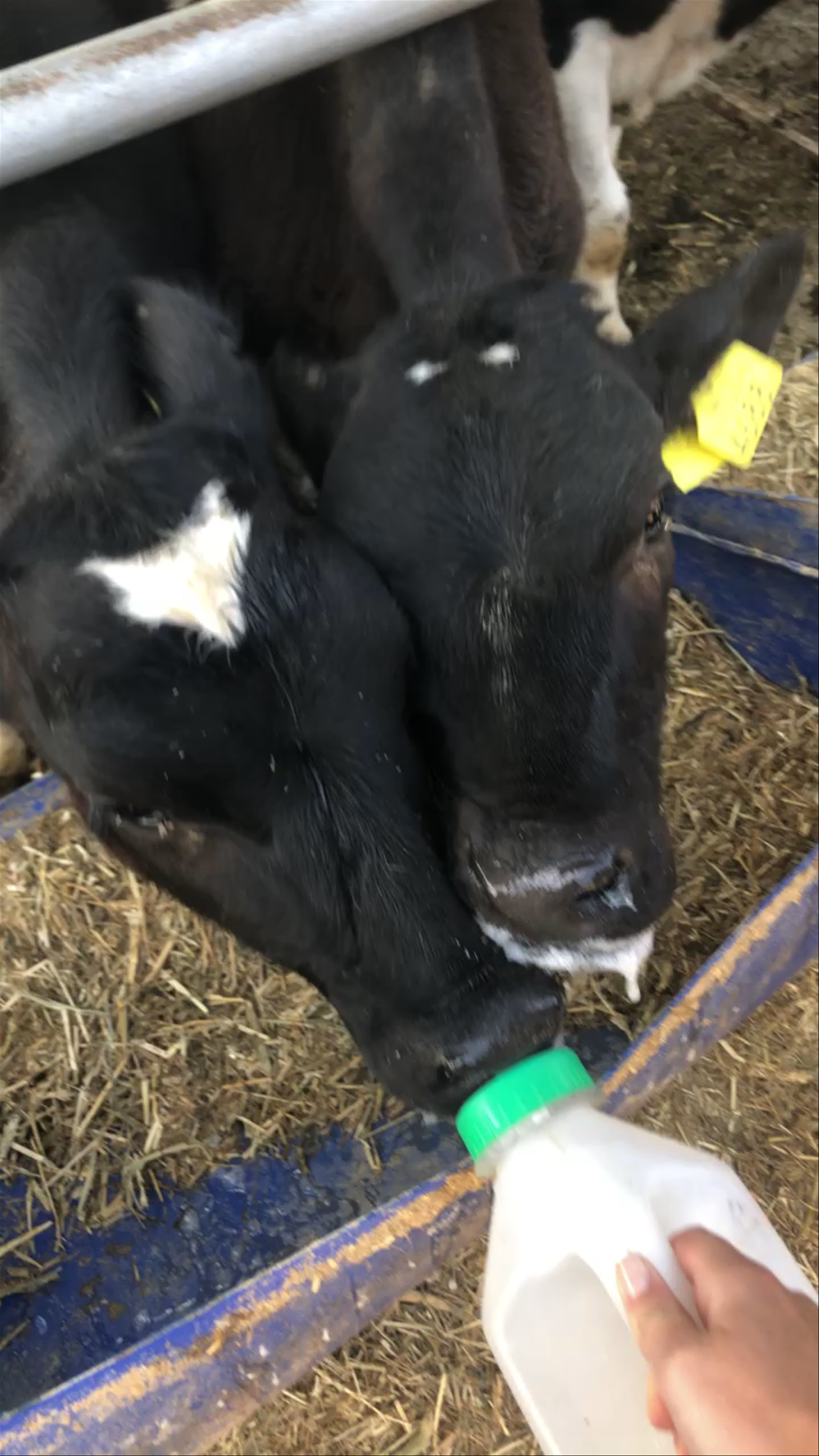Feeding Calves on a Farm at Natur Street, Rishon LeZion