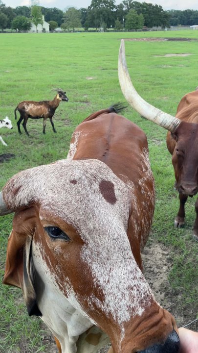 Mayhem Ranch - Here they come - Petting Zoos Near Me - Morriston, Florida