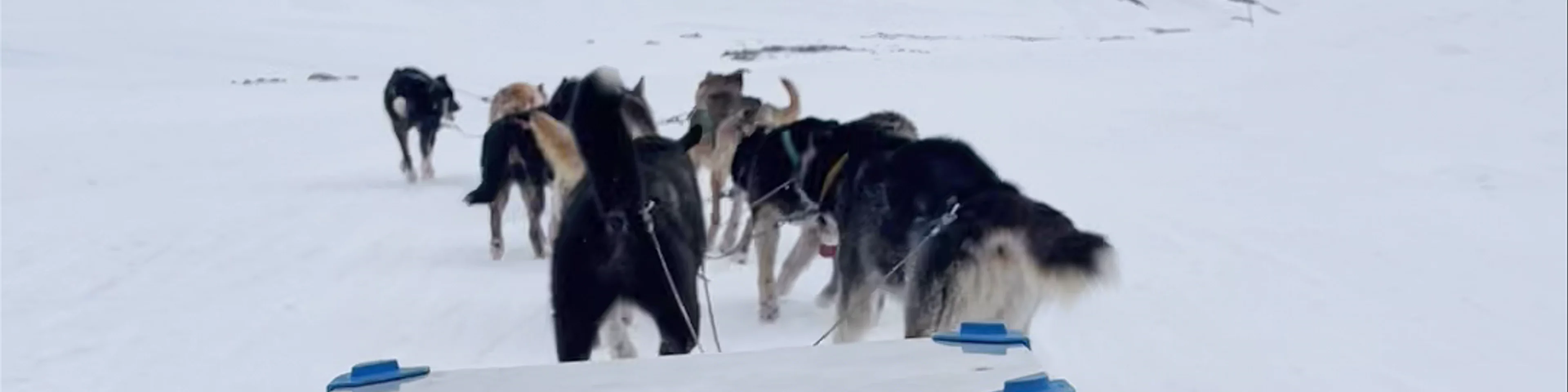 Green Dog Svalbard