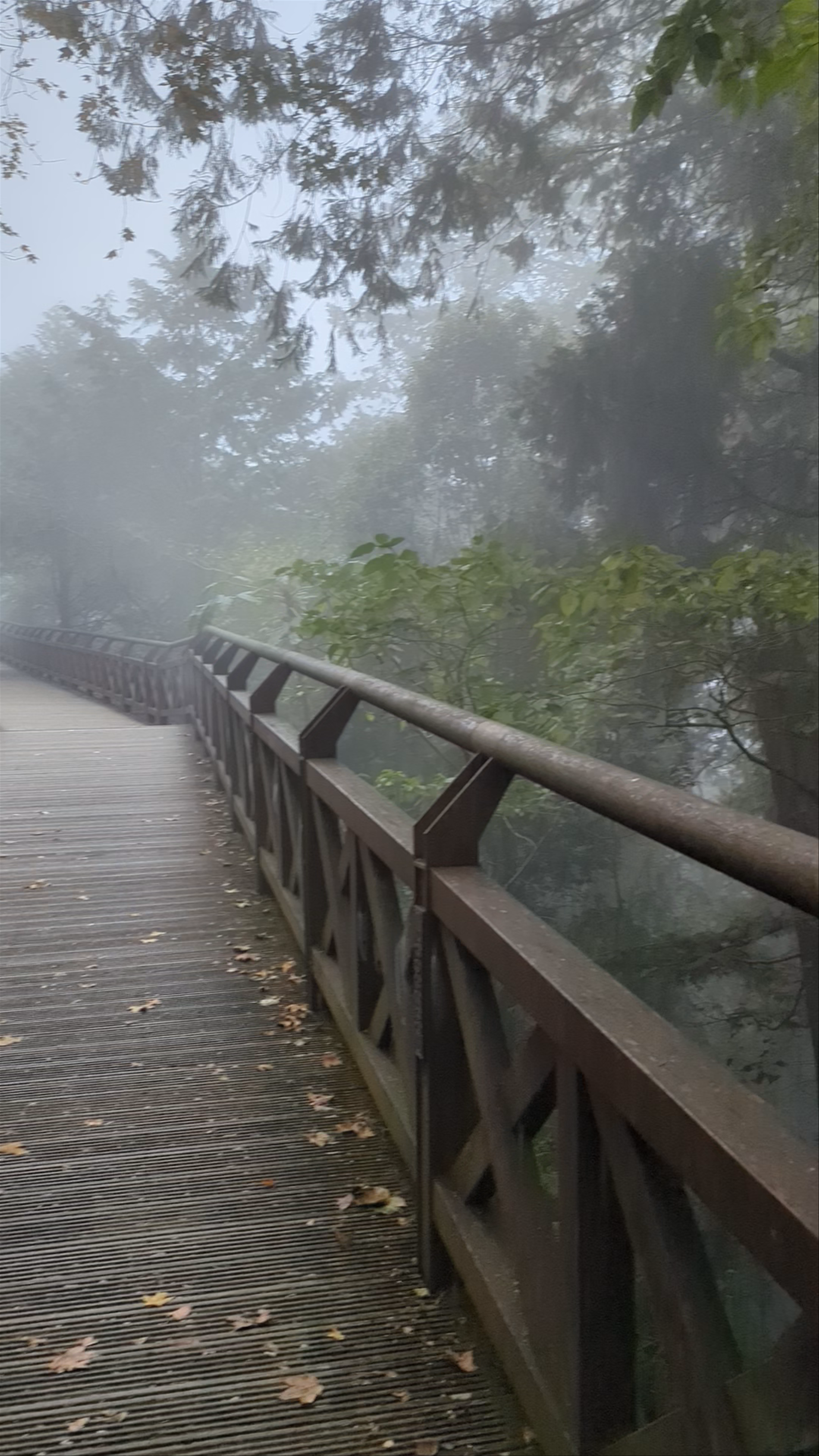 Misty Morning Walk at Alishan National Forest Recreation Area