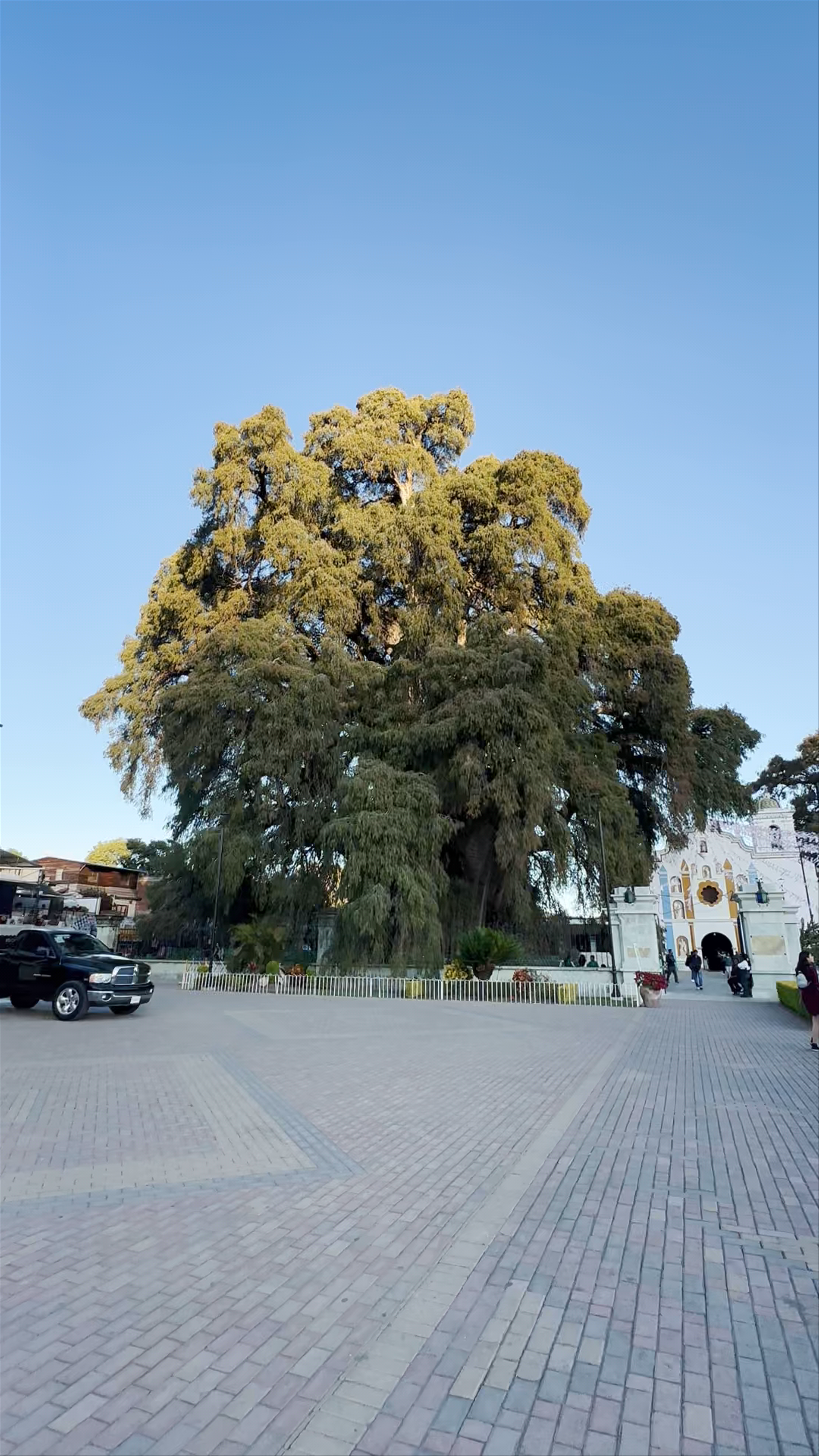 The Giant Árbol del Tule: Ancient Tree Wonder in Oaxaca, Mexico