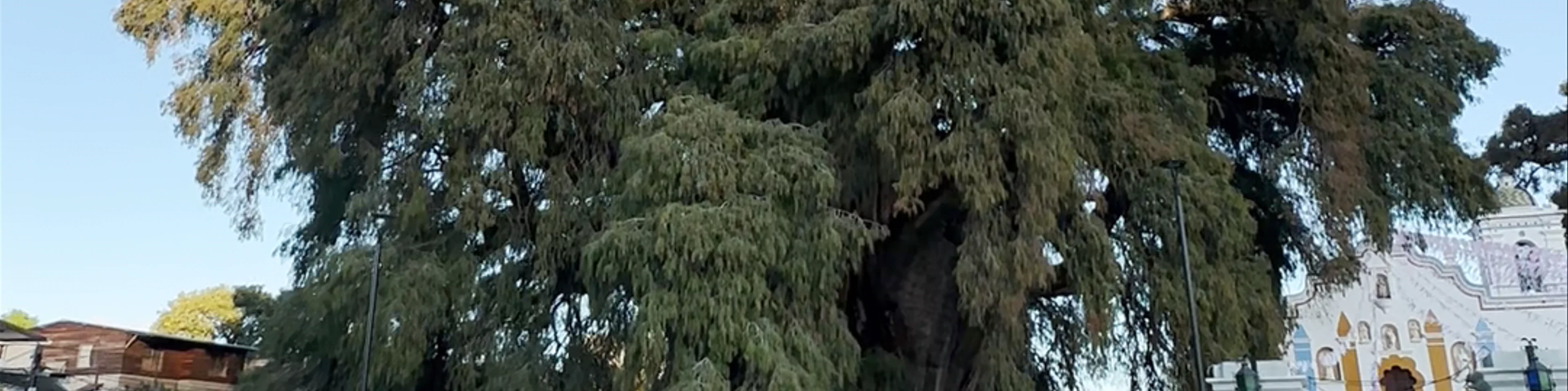 Árbol del Tule