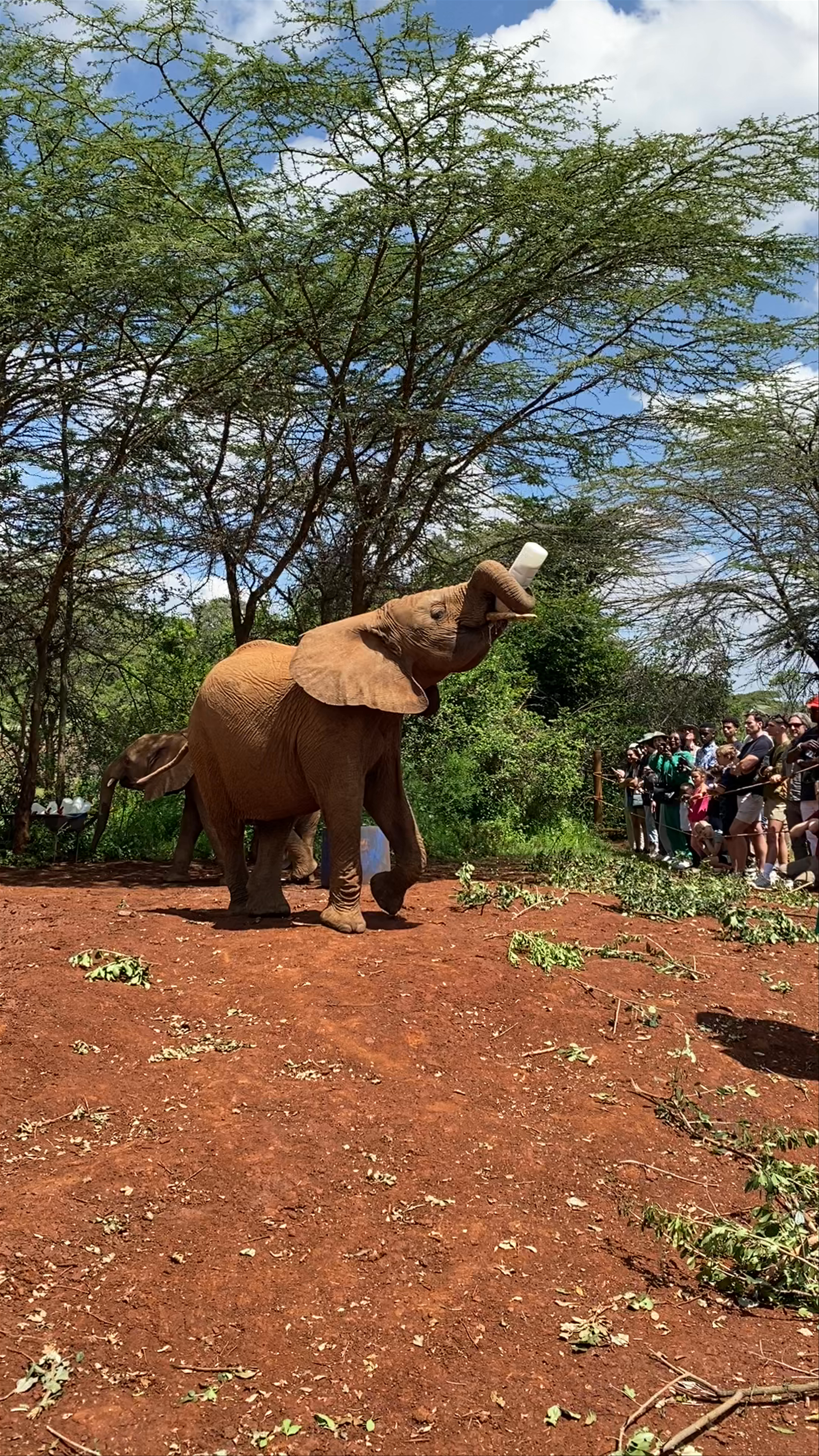 Sheldrick Elephant Orphanage
