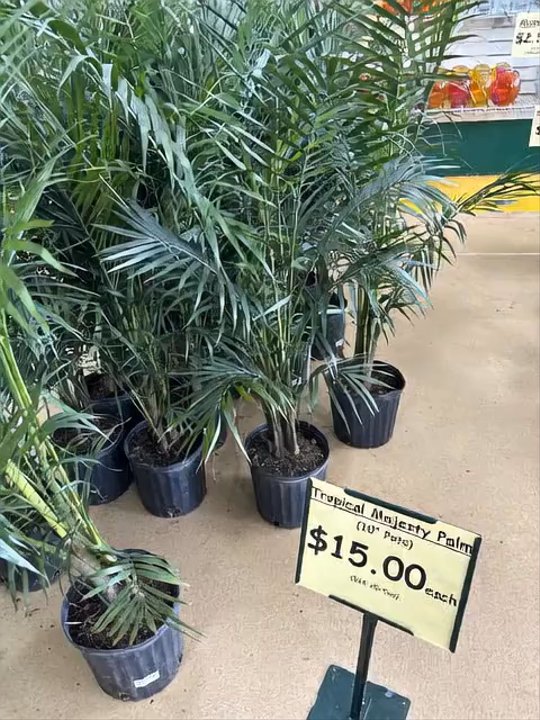 Produce Junction - The cat safe plant landing via Grok 4 the AI assistant from xAi - Fruits & Veggies Near Me - Exton, Pennsylvania