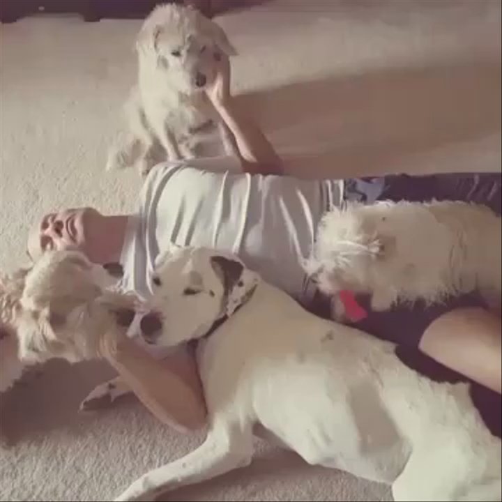Summerfields Animal Hospital - Welcome to a small taste of my heaven. Chaz's allergies treatment is going great. - Veterinarians Near Me - Fort Worth, Texas