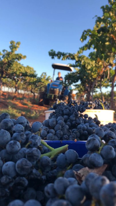 Callaghan Vineyards - Harvest is in full swing! - Wineries Near Me - Elgin, Arizona