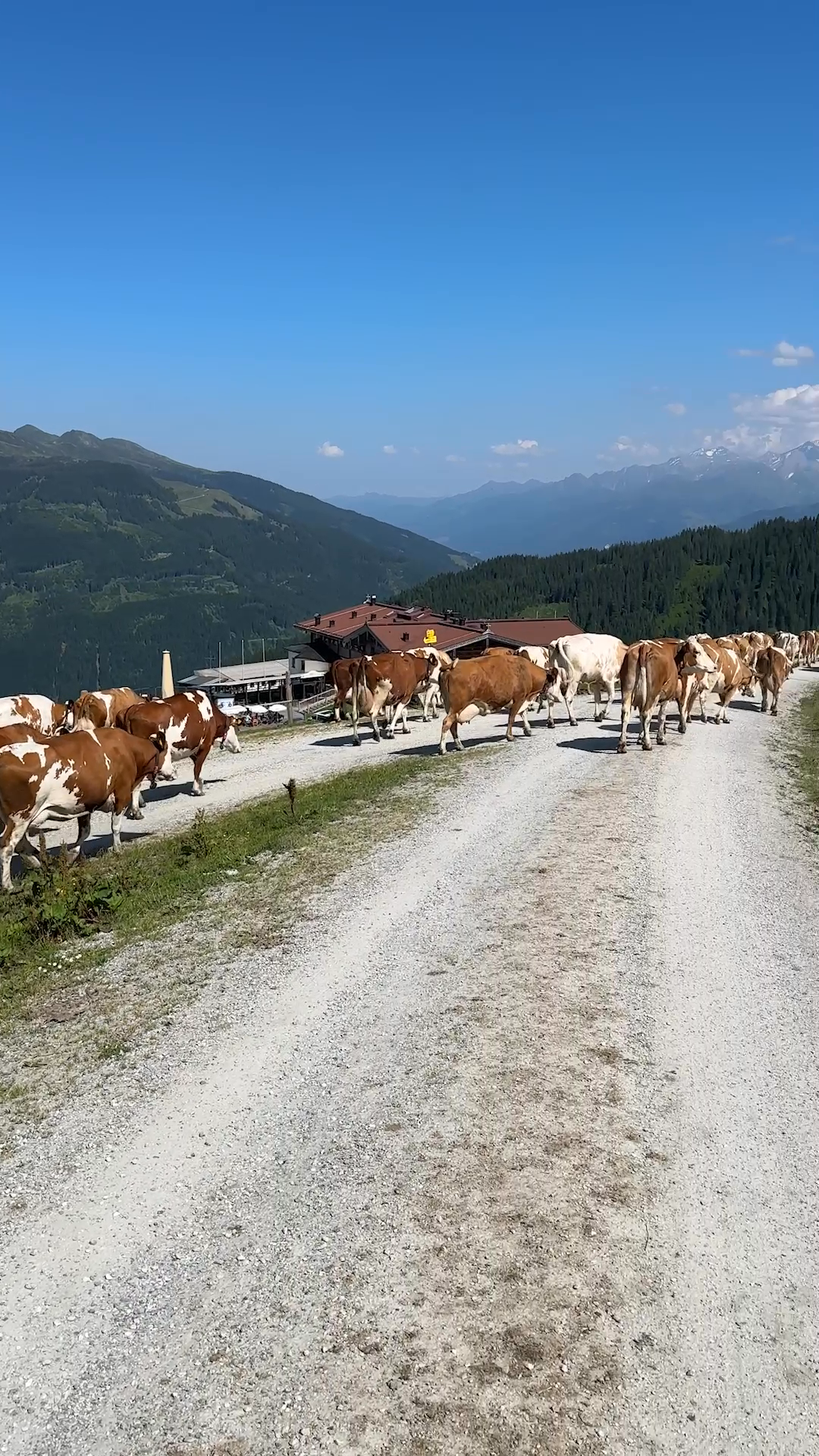 stau-berge-kuehe.mp4