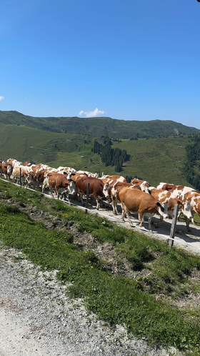 stau-berge-kuehe.mp4