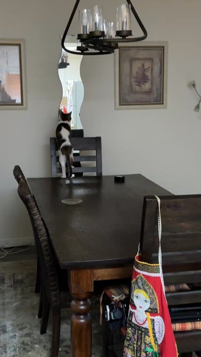 The Pet Doc - Don Pepas at the mirror - Veterinarians Near Me
