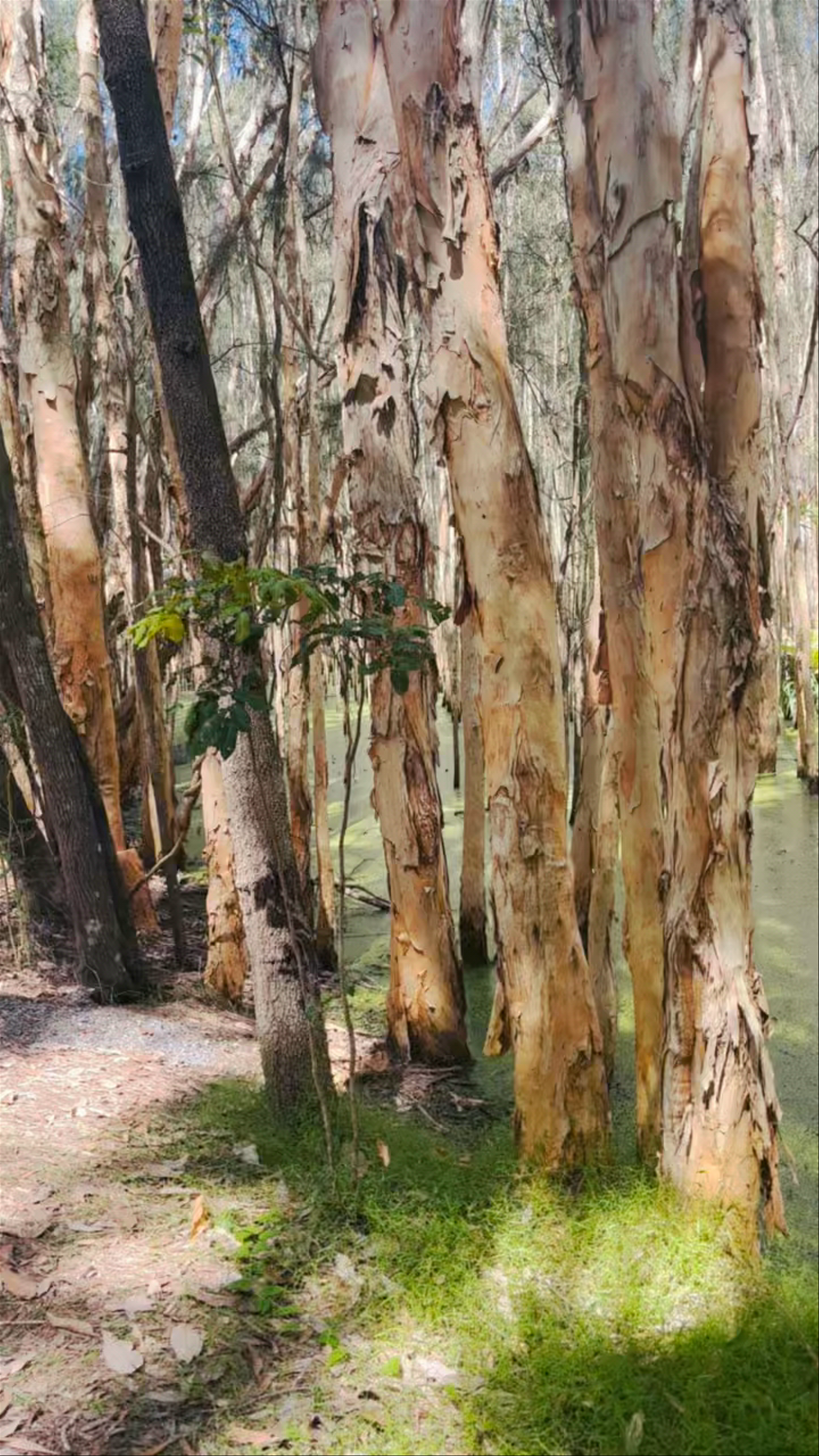 Coombabah Lake Conservation Park