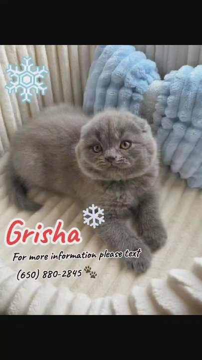 Lulu's Kittens Scottish Folds - Scottish Fold male kitten ready to go to his forever home. - Pet Breeders Near Me - Brisbane, California