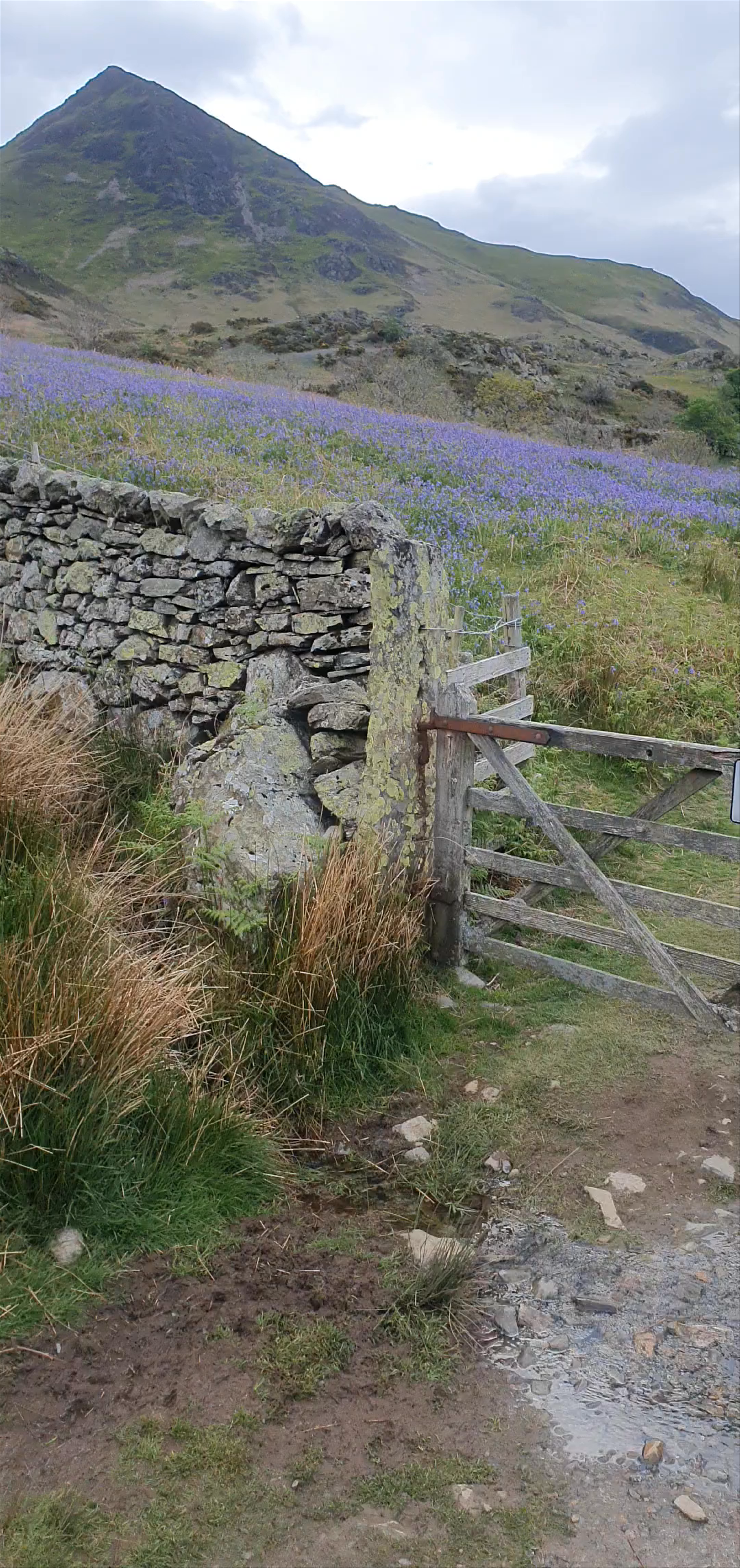 Rannerdale Knott Bluebell Walk in Cockermouth, England