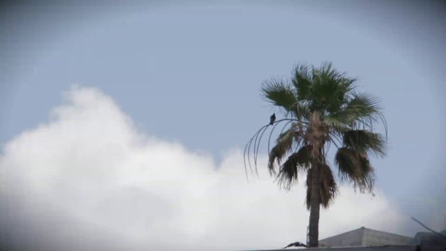 Palm tree in the wind 