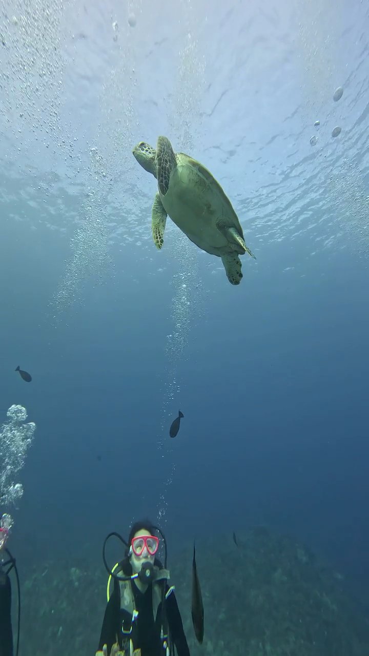 take me under
🎥 JUN HO LEE · Pexels
#ocean #underwater #marinelife #nature #relax