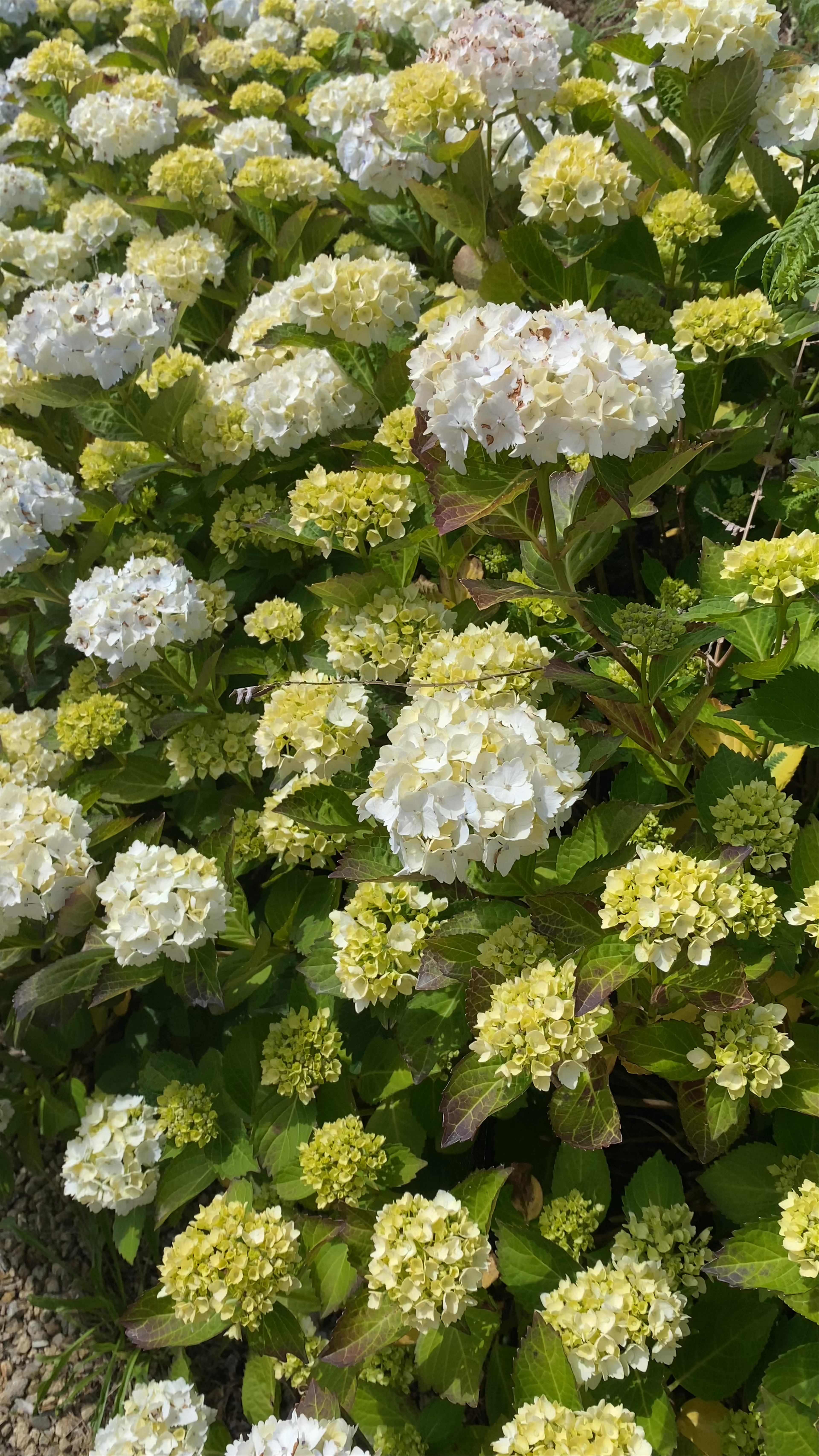 Phare du Trezien and Serene Hydrangea Gardens in Plouarzel, Bretagne
