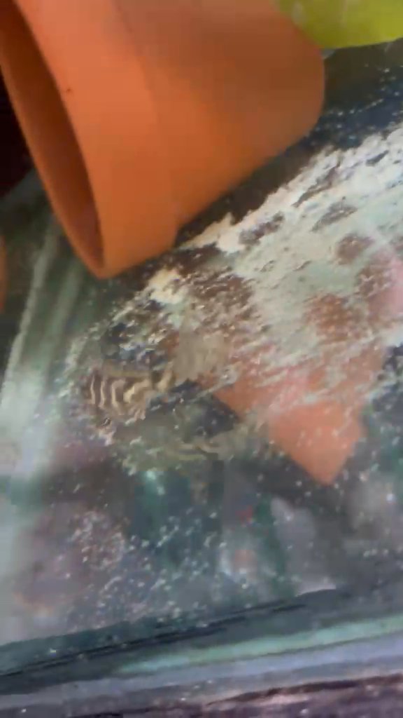 Pleco
