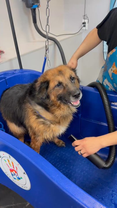 D.I.Y Pet Self Wash - Here's our Maya girl getting her fur blow dried with the blow dryer they provide - Pet Stores Near Me - Reseda, California