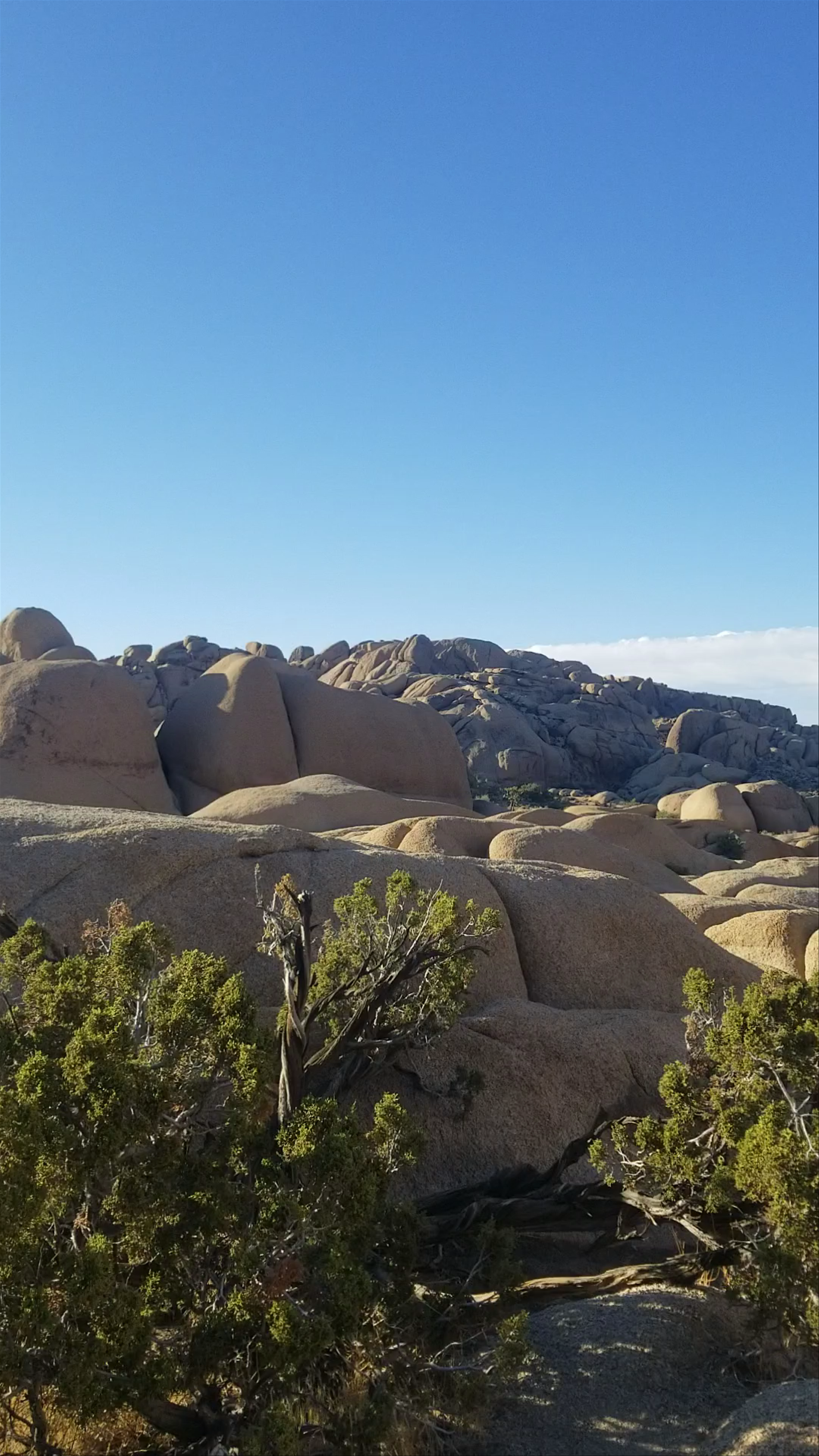 Joshua Tree National Park
