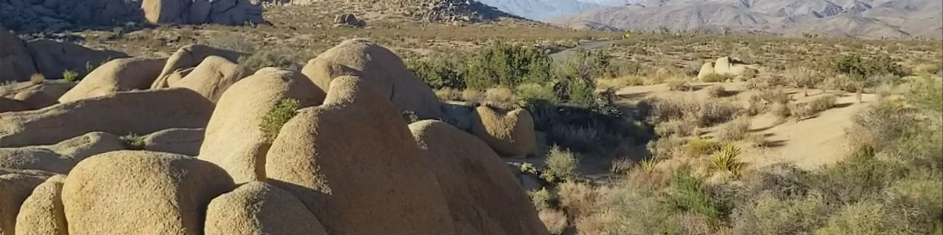 Joshua Tree National Park
