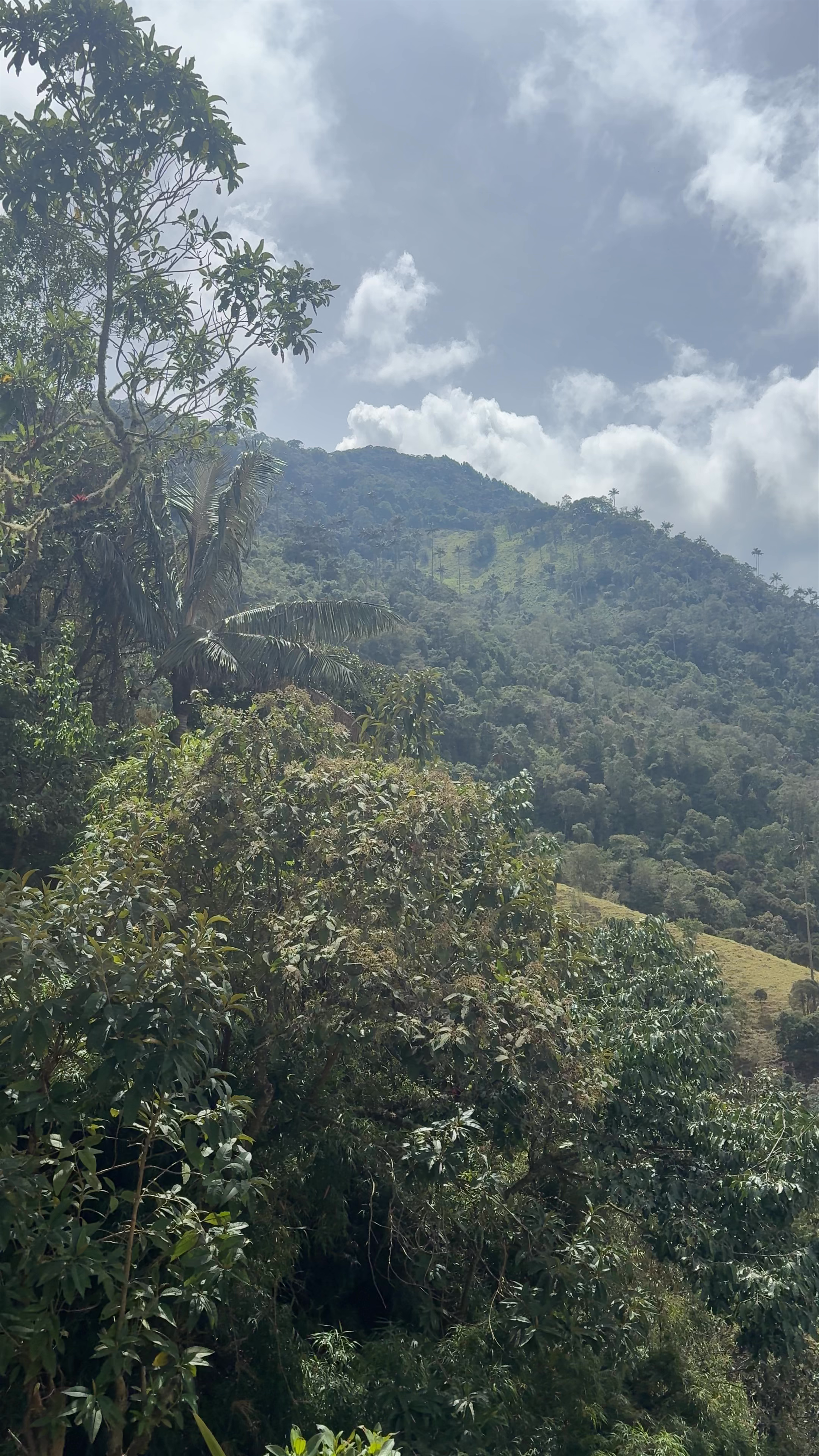 Morrogacho Mountain: Breathtaking Views in Salento, Quindio, Colombia