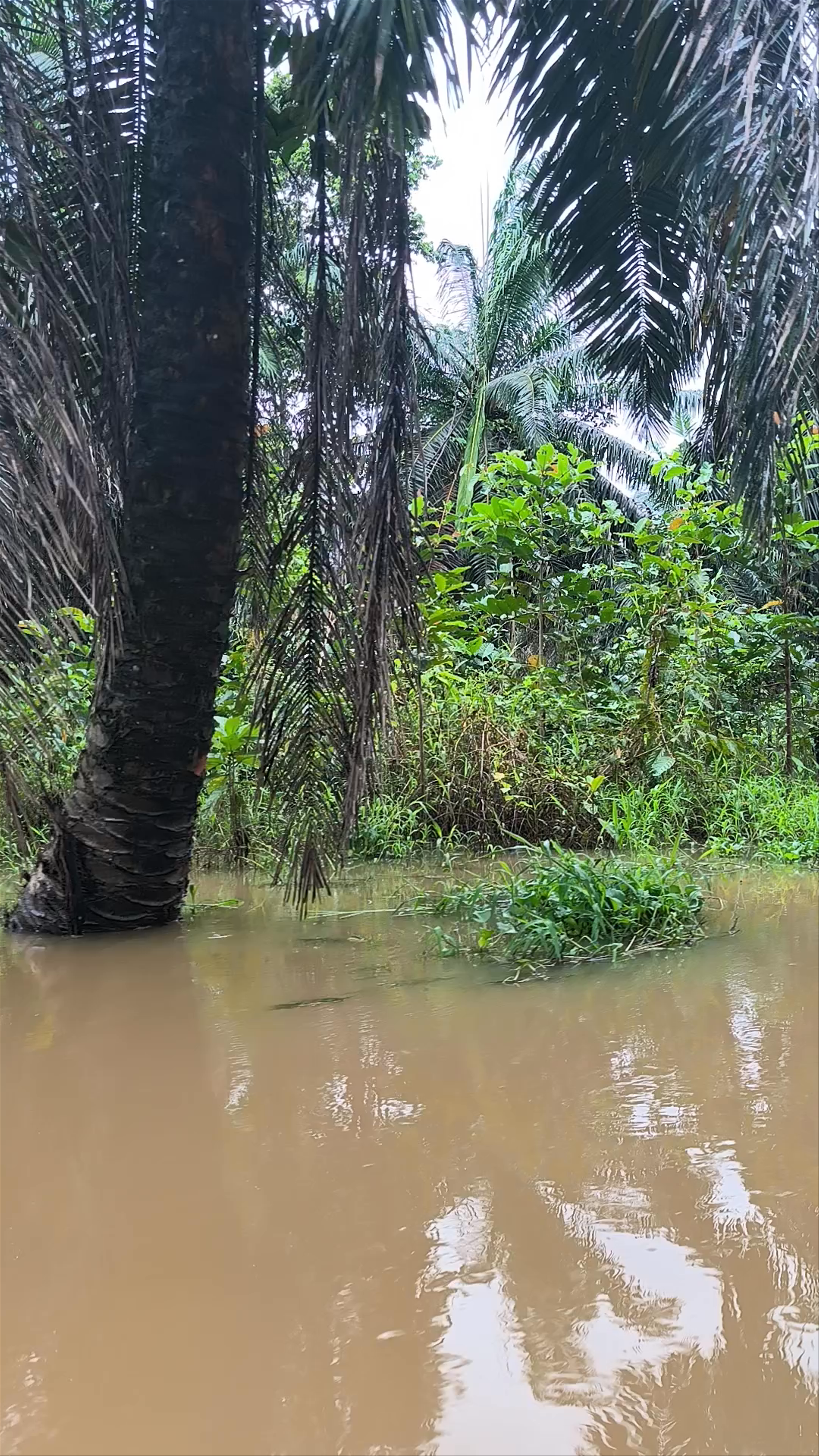 Kinabatangan River: An Enchanting Journey through Sabah's Pristine Jungle
