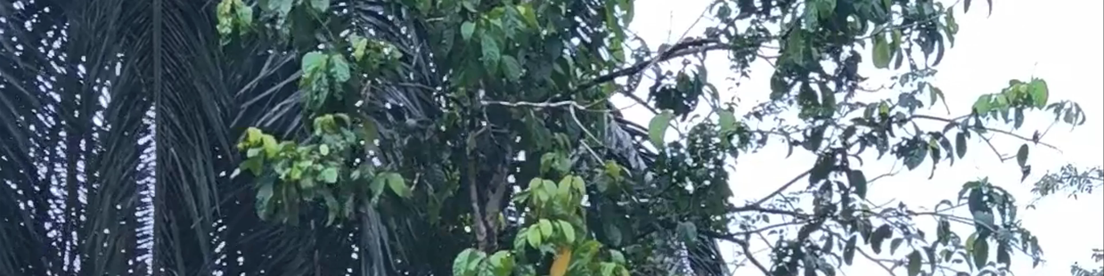 Kinabatangan River