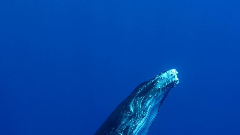 Humpback Whale Calf poster