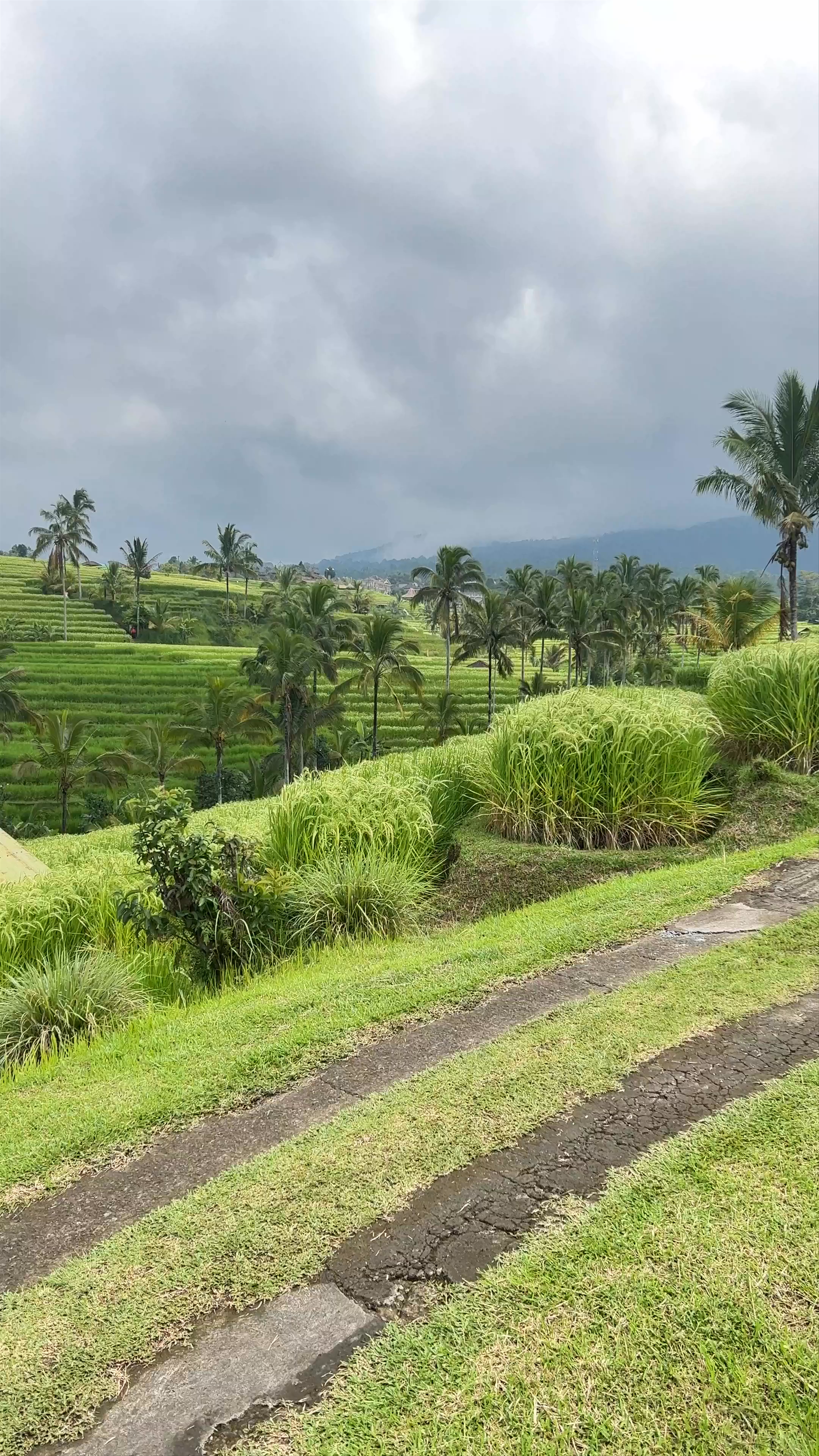 Jatiluwih Rice Terraces: Bali’s Lush UNESCO Heritage Landscapes