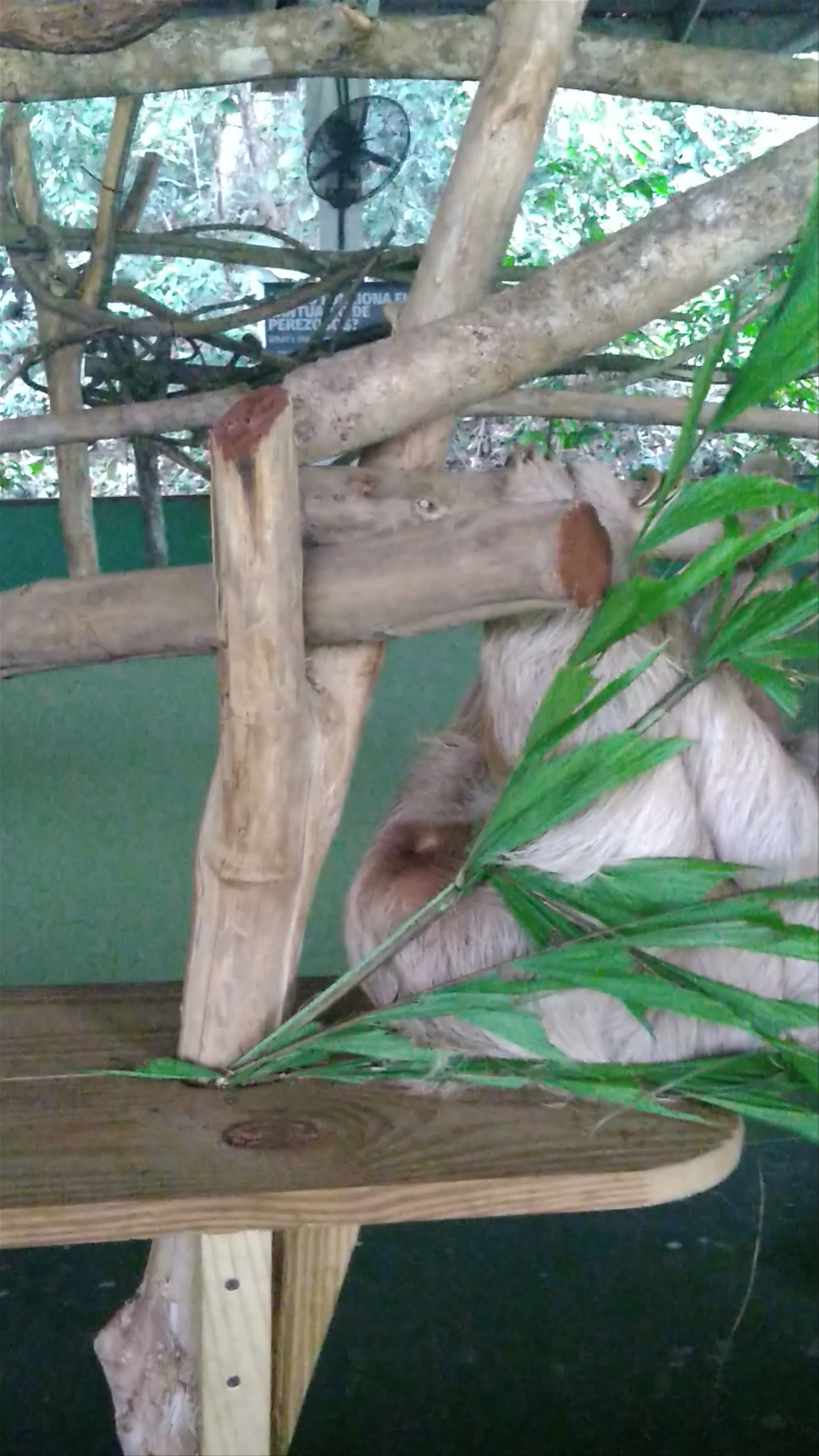 Gamboa Rainforest Resort Butterfly Garden and Frog Exibit