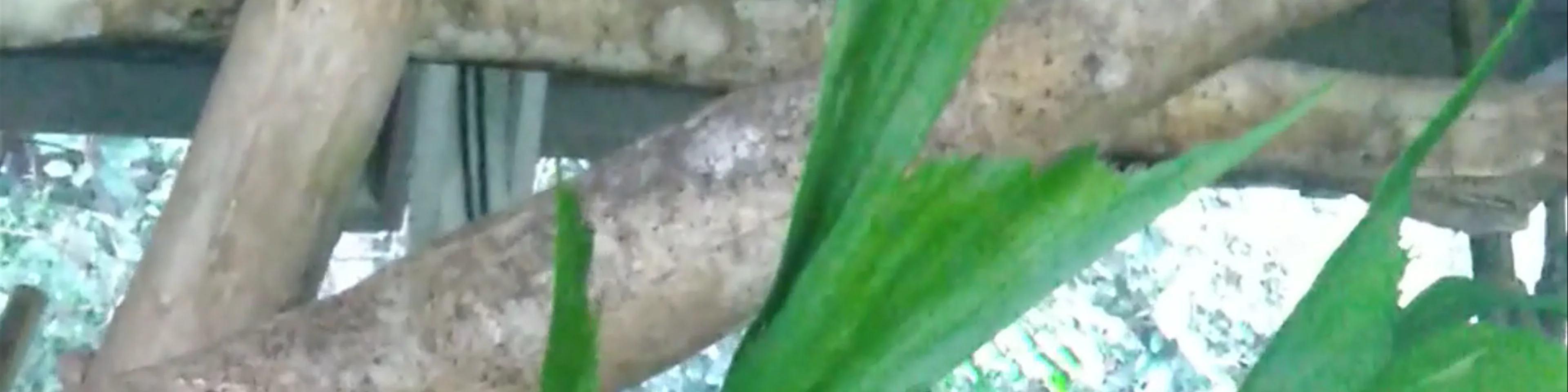 Gamboa Rainforest Resort Butterfly Garden and Frog Exibit