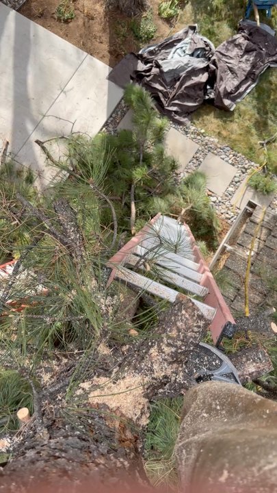 Goldstar Tree & Stump Grinding - Tree Services Near Me