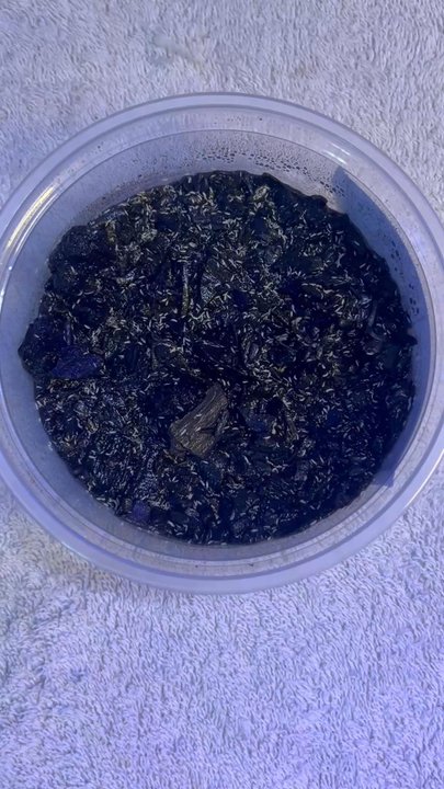 The Spotted Frog - The Springtail Culture jackpot! - Reptile Shops Near Me - Long Beach, California