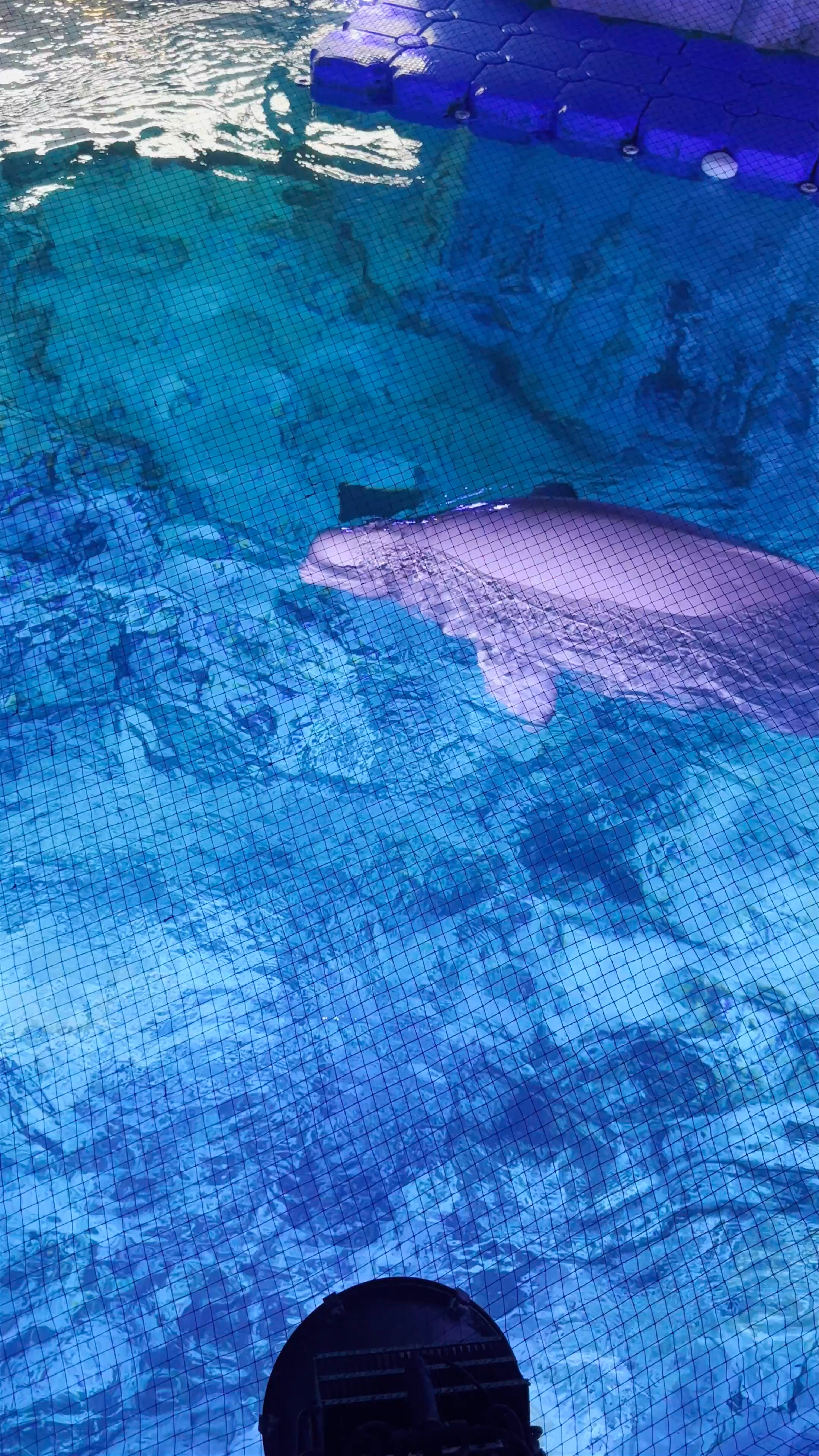 Underwater Encounter with Beluga Whale at Oceanographic Valencia