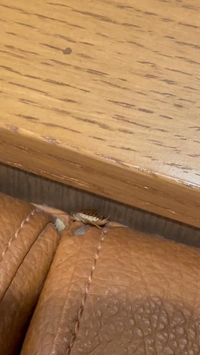 Popeyes Louisiana Kitchen - Roaches in the seats - Fast Food Near Me - Berkeley, California