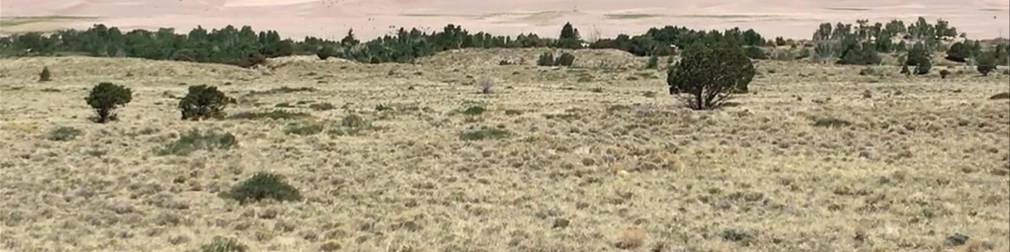 Alamosa