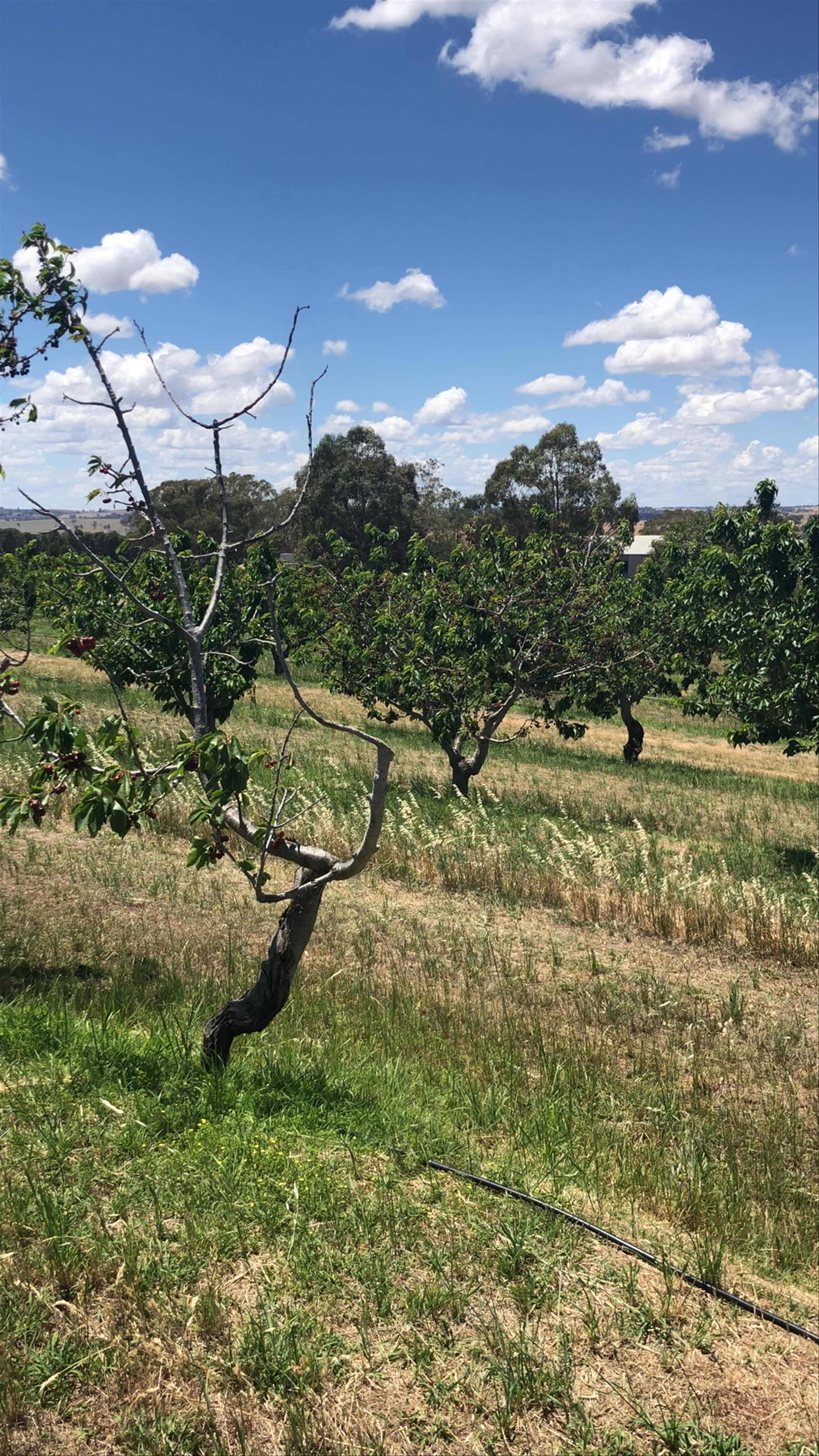 Lynton Cherry Orchards