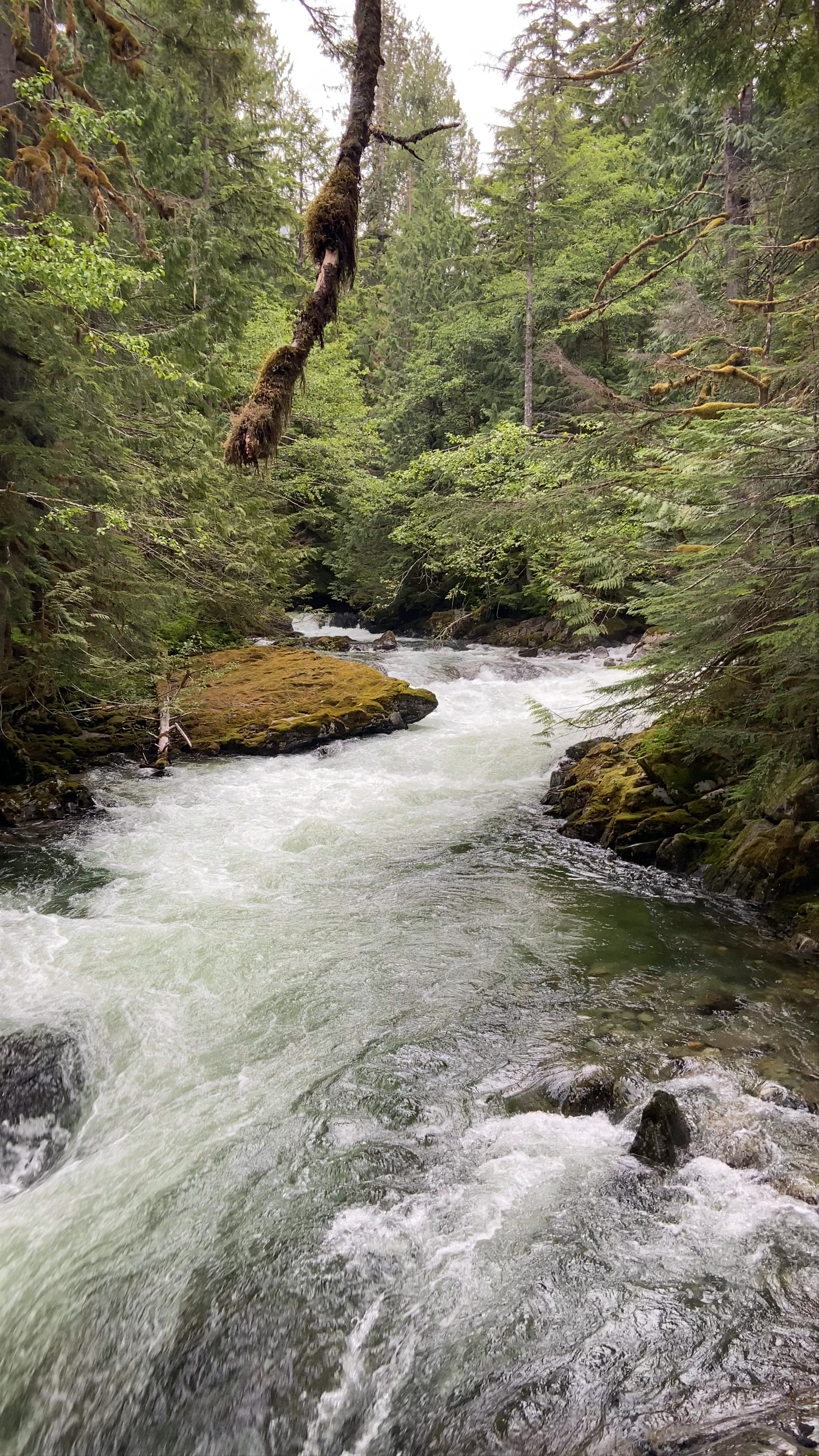 Deception Falls: Majestic Rapids in Mount Baker-Snoqualmie National Forest
