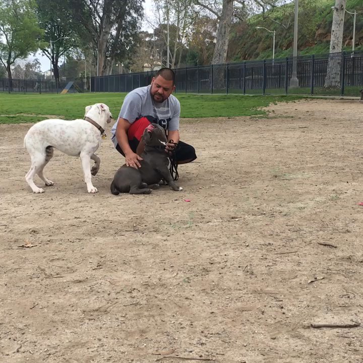 Carlson Dog Park - Dog Parks Near Me - Riverside, California