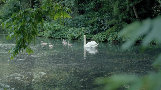 A family of swans swims in the water