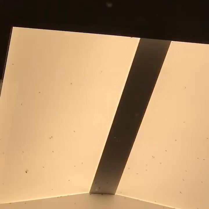 ProHEALTH - Bugs in a healthcare facility - Family Practice Near Me - New Hyde Park, New York
