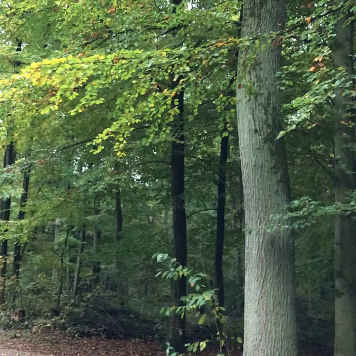 Volksdorfer Wald - Hiking Near Me - Hamburg, HH