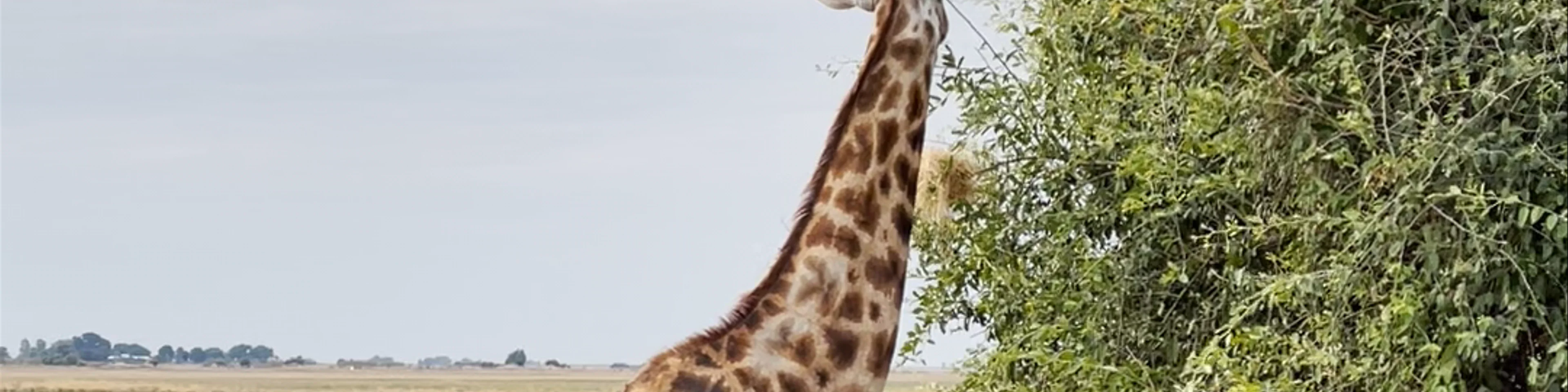 Chobe National Park