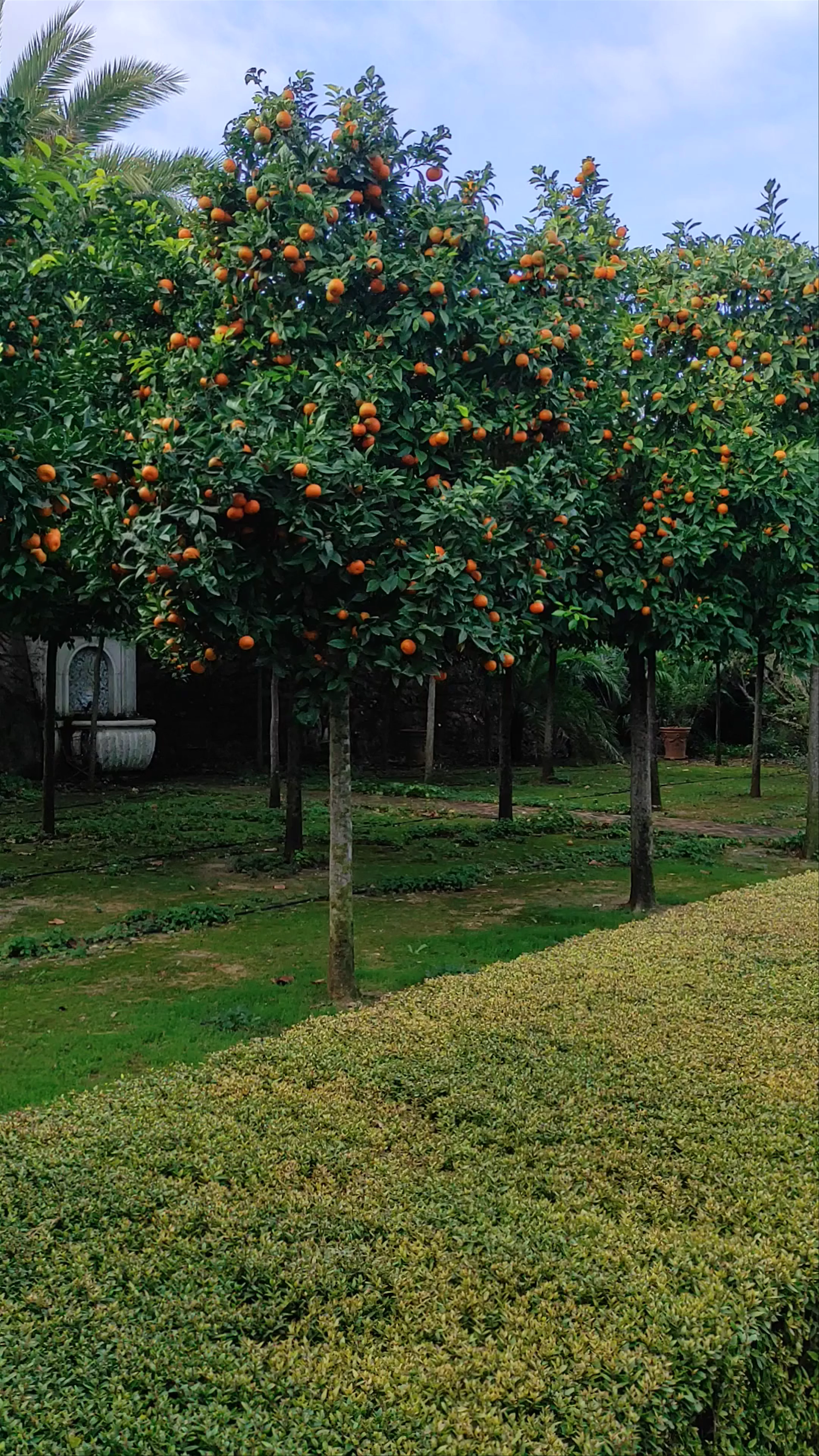 Jardí de l'Albarda